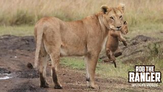 Lioness Moving Her Cubs | Maasai Mara Safari | Zebra Plains