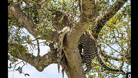 Leopard Eats Crocodile in the Maasai Mara,VIRAL,