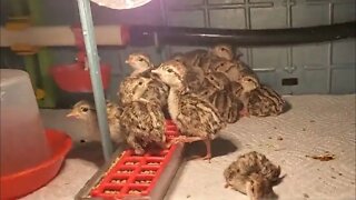 Hatching Chukar Partridges - Redlegs Unlimited Eggs