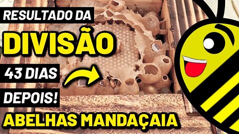 Revisão da Divisão de Mandaçaia Mqq - 43 dias depois a colônia de abelhas sem ferrão ficou assim