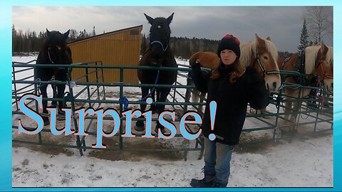 Checking In On Our DRAFT HORSE Herd! // Our 2 Main Teams.