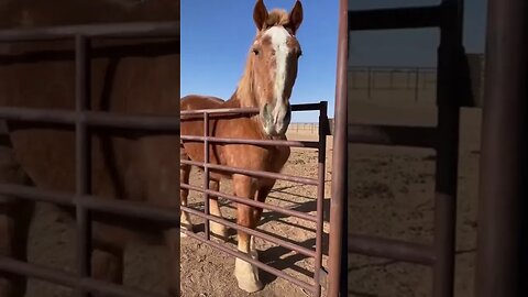 Spoiled, adorable, rescued draft horse 😍 #shorts #shortvideo #horse