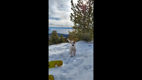 Ares jack russell learnt to find lost gloves for backcountry skiier