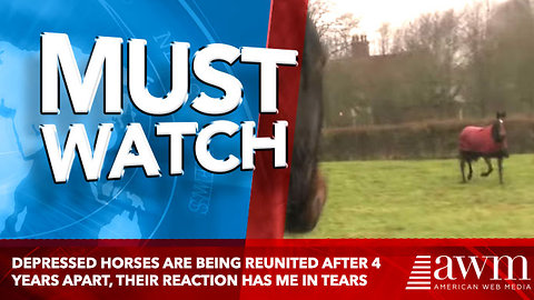 Depressed Horses Are Being Reunited After 4 Years Apart, Their Reaction Has Me In Tears