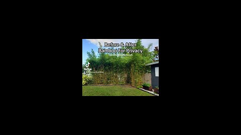 Before And After Backyard Privacy Pictures - Bamboo For Privacy Orlando 407-777-4807