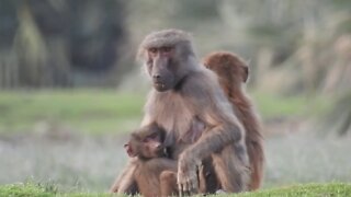 Hamadryas Baboons Families