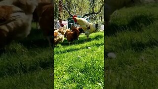 #rooster #chickens #freerange #layers #homesteading #homesteadlife #farm #farmlife #farmanimals