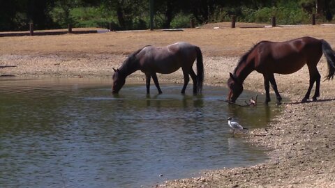 The horse is drinking water from the pond