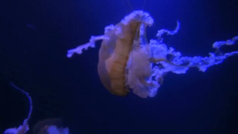 Glowing Jellyfish with Long Tentacles in Dark Water