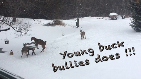 Aggressive young buck bullies two does at feeder