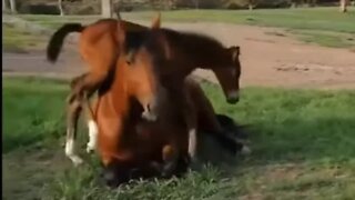 Is Something Wrong With A Horse That Lays Down To Eat? It Depends - Cute Foal Playing With Mom