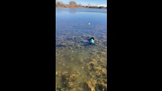 DACHSHUND DUCK 🦆 HUNTING - Peppa takes on icy 🥶 water for this duck