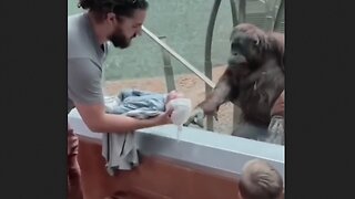 Amber the Orangutang Loves Children, Especially Babies