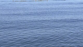 Dolphin Fishing In Paradise.#FYP #Dolphin #CapeMarco #MarcoIsland #mywalksinparadise #4K