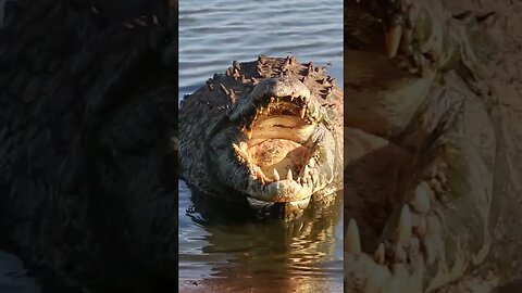 Crocodile Has Huge Teeth #amazing #nature #animals