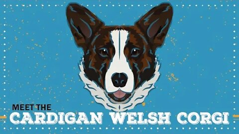Cardigan Welsh Corgi | CKC Breed Facts & Profile