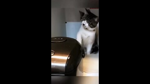 very funny cat video