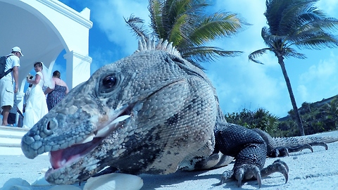 Iguana with attitude crashes wedding