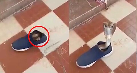 Cobra Snake In Shoes - Viral Video