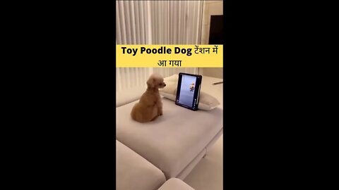 Toy Poodle Dog टेंशन में आ गया🤣Funny Dog👈