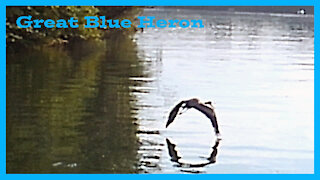 Blue Heron at the Lake