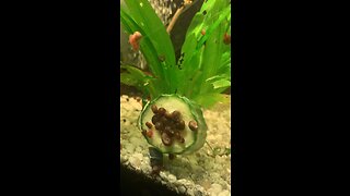 Snail problem in aquarium - gone