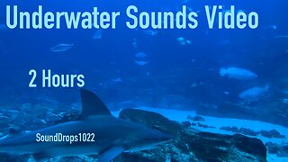 The Most Satisfying 2 Hours Of Underwater Sounds Video