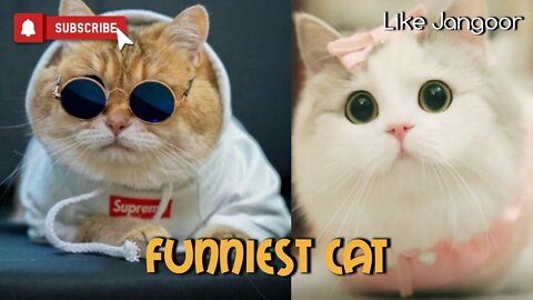 Funiest Cat - Cute and Funny Baby Cat Videos Compilation 😹 #3