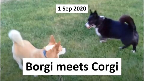 1 Sep 2020 - Borgi meets Corgi