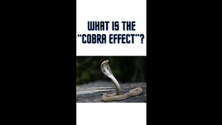 What is the “Cobra Effect”?