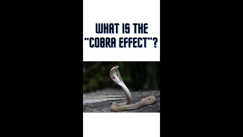 What is the “Cobra Effect”?