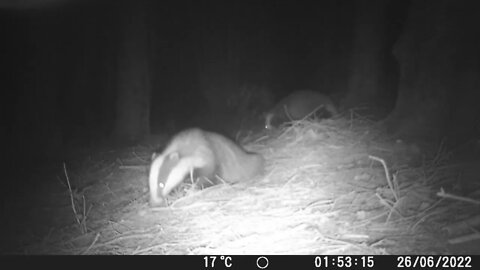 Just badgers..!