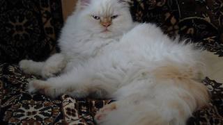 Crazy persian cat eats strawberries