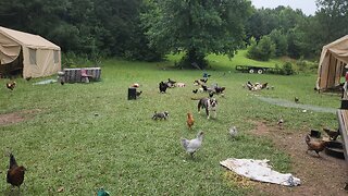 AMERICAN POCKET BULLY PUPPY IN TRAINING TO PROTECT THE FLOCKERS