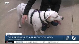 Celebrating Pet Appreciation Week