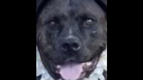 Funny dog video with cameos of Junior the brindle cane corso, bully.