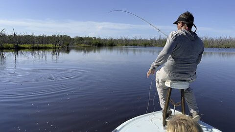 Snook on Fly