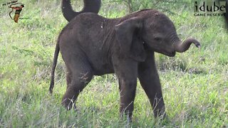 Floppy Little Elephant Calf