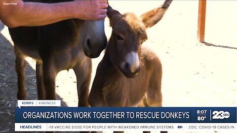 Kern's Kindness: Organizations team up to rescue donkeys from abuse