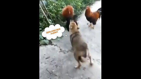 Dog &Hen funny