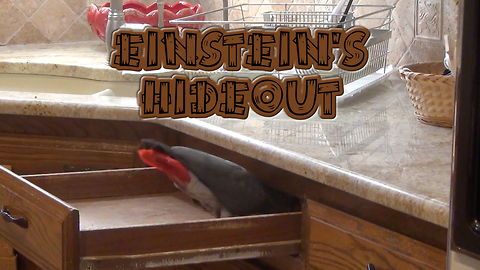 Einstein the Parrot plays hide-and-seek in kitchen drawer