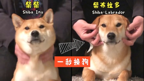 Turn your Shiba Inu to a Labrador in a second!