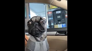 Pug Funny Moments - Cute Dog Videos | Pets Funny