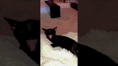 Careful.. this is catching! 🐈‍⬛ #shorts #viral #tiktok #trending