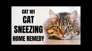 Cats 101 - Cat Sneezing Home Remedy