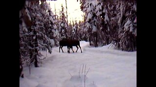 moose fight