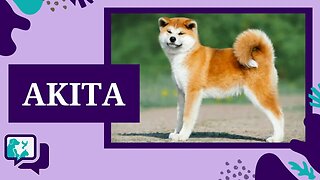 AKITA: TUDO SOBRE A RAÇA