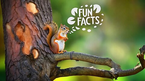 Surprising Fun Facts About Squirrel