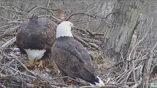 Hays Eagles Dad brings Mom breakfish while she is incubating 3 eggs 2022 02 19 929am