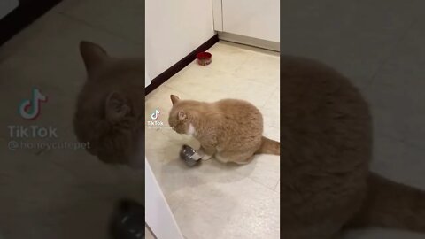 Tiktok Funny Cat Compilation - Best Of The 2022 Funny Cat Video😻😹